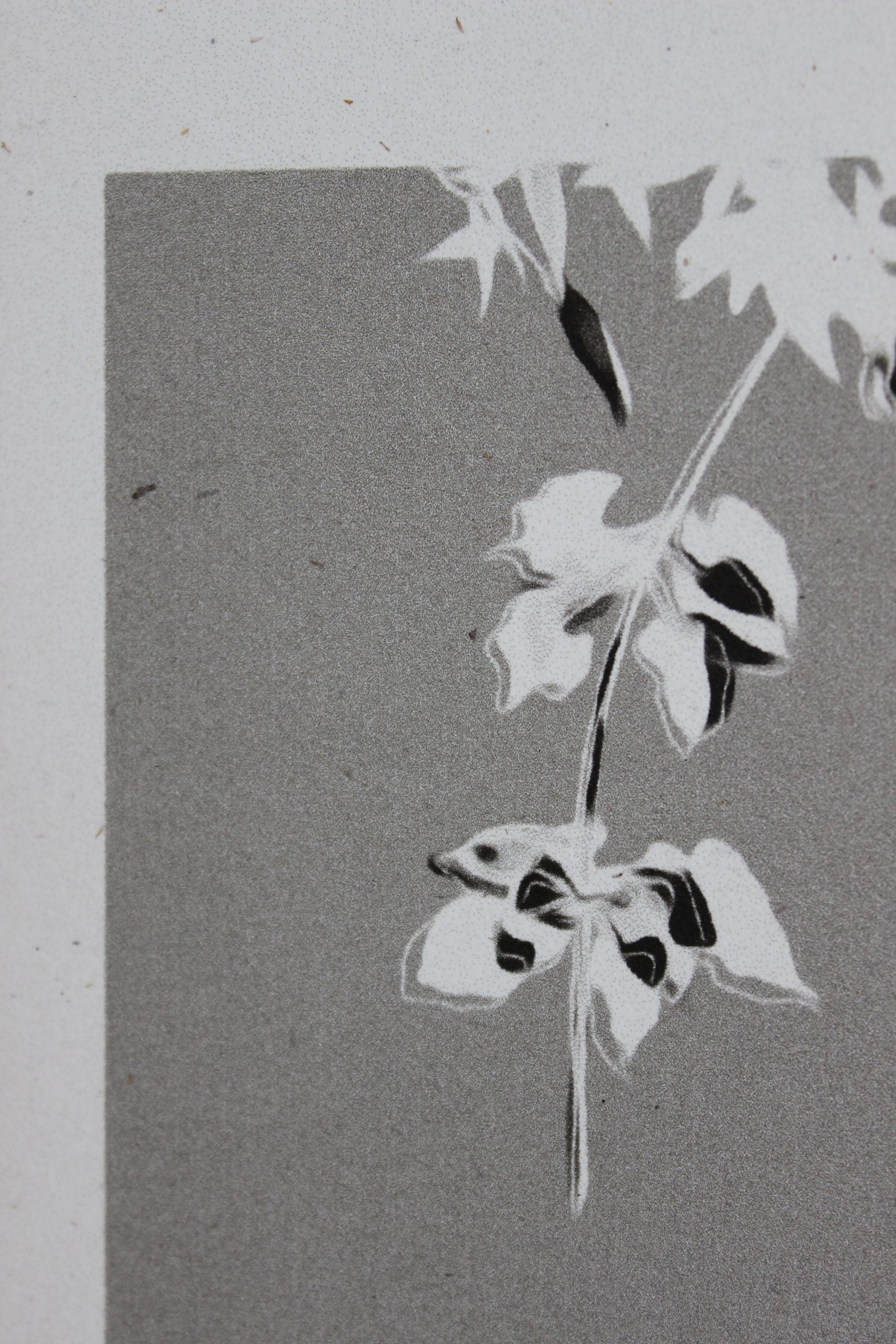 Linden Breeze Grau – Bild 5