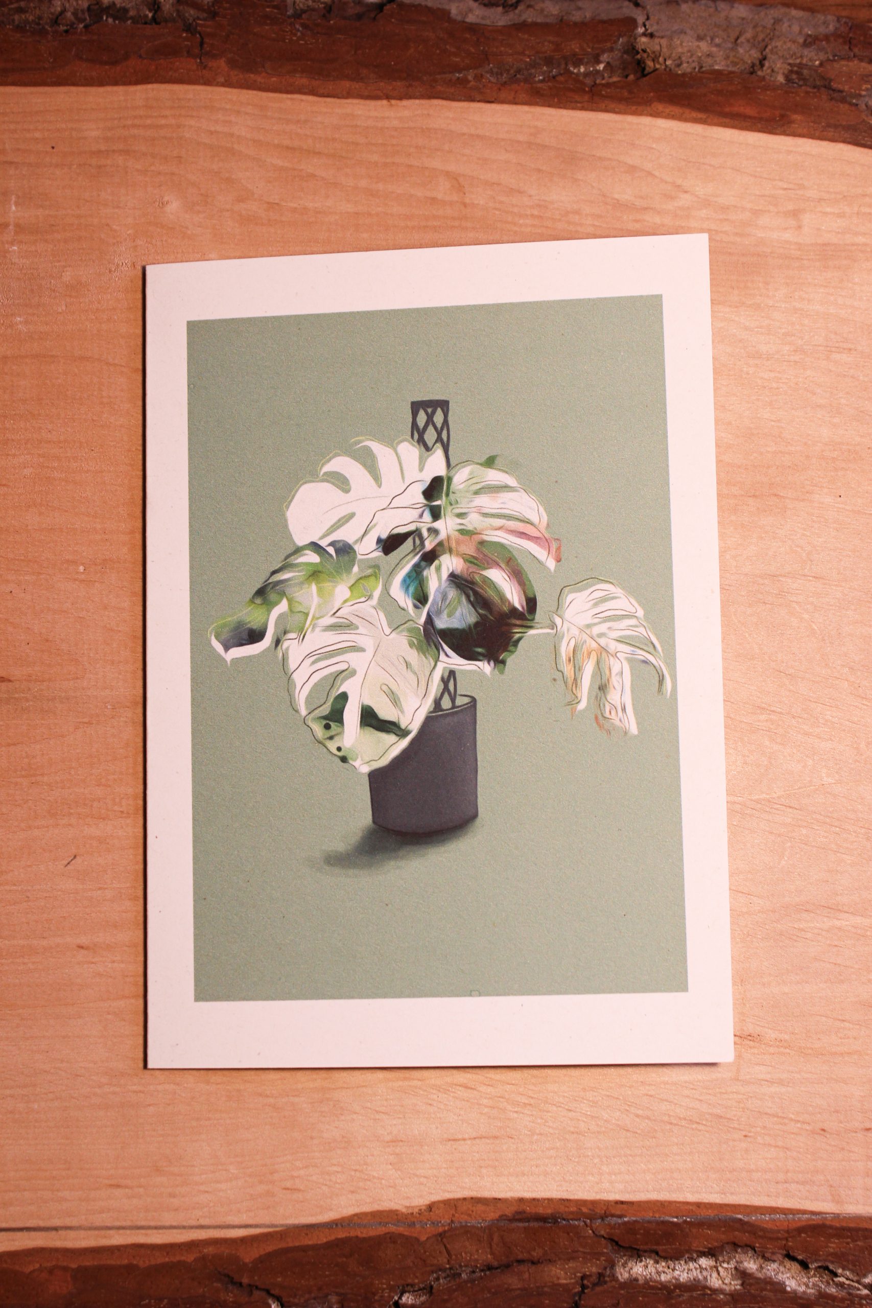 Monstera Deliciosa – Bild 3