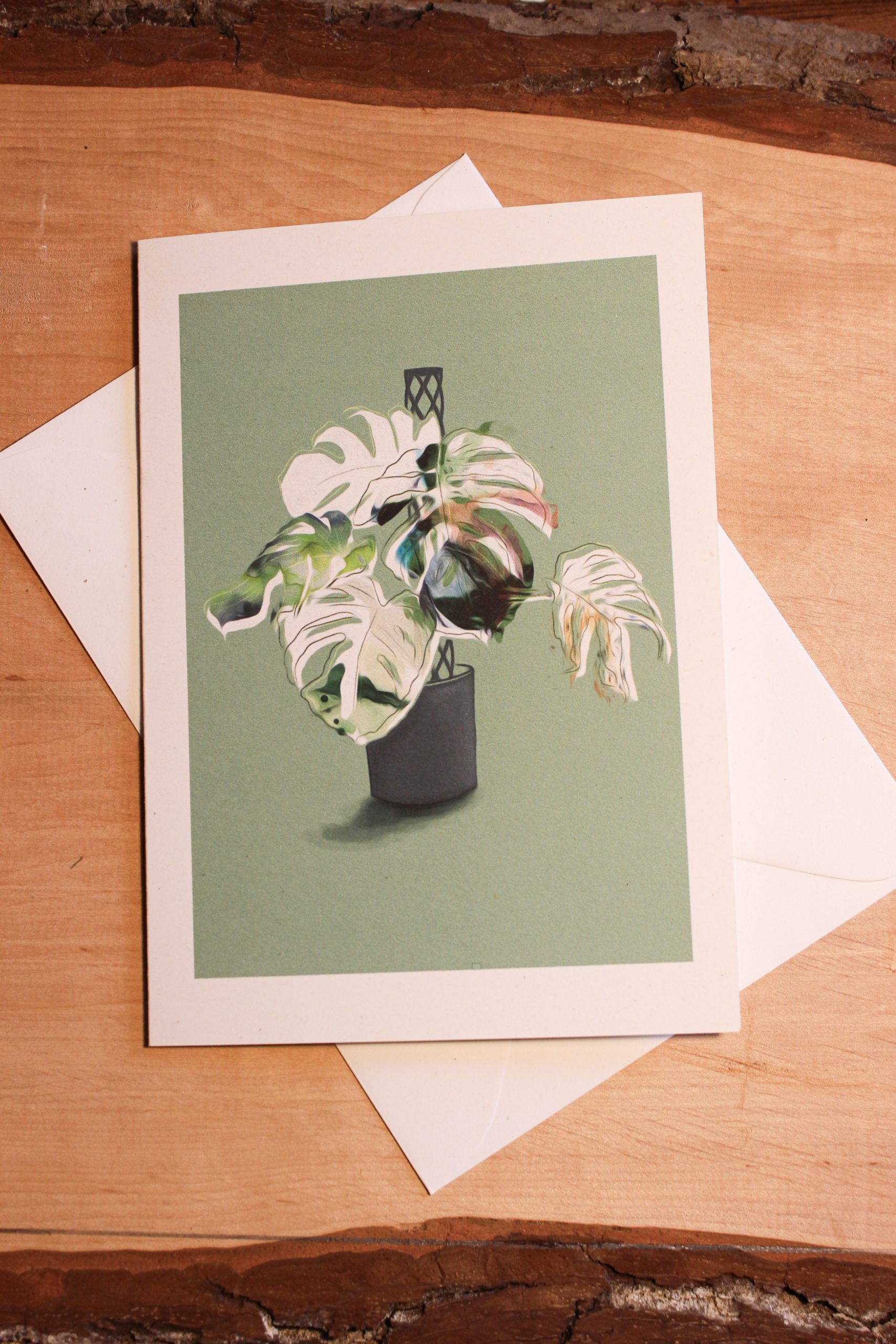 Monstera Deliciosa – Bild 4